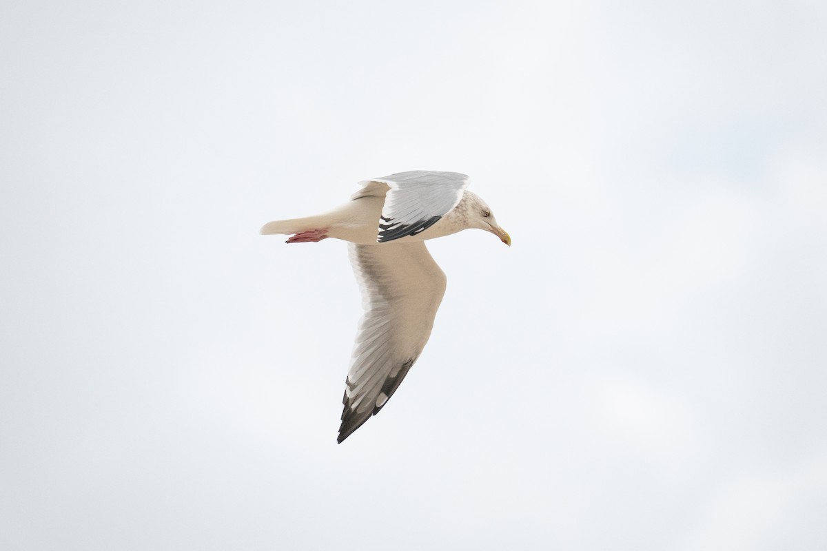 Gaviota Argéntea Americana - ML647090844