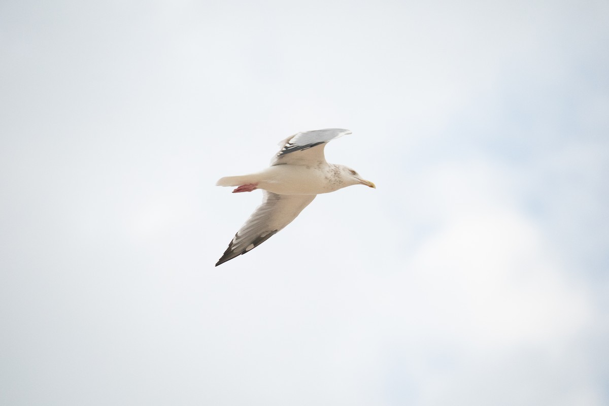 Gaviota Argéntea Americana - ML647090845