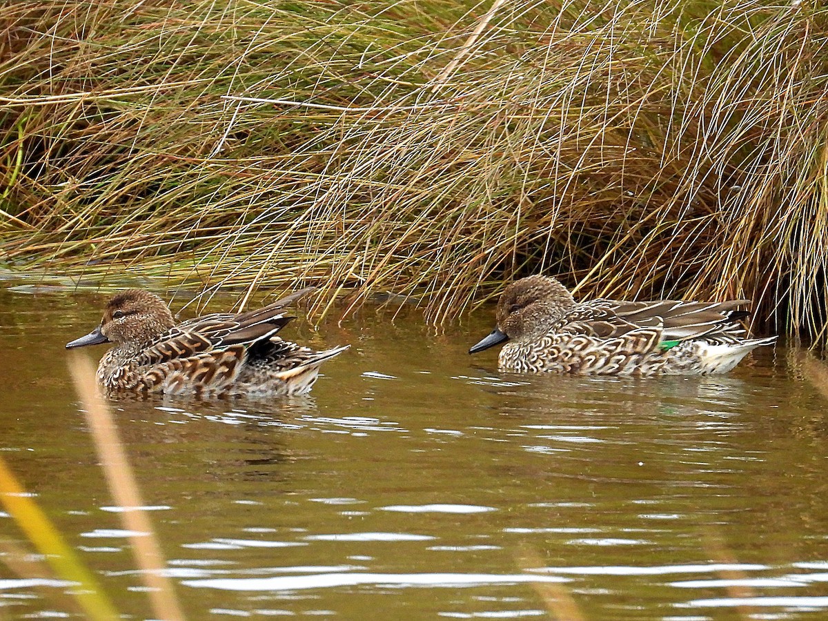 Cerceta Común - ML647090846