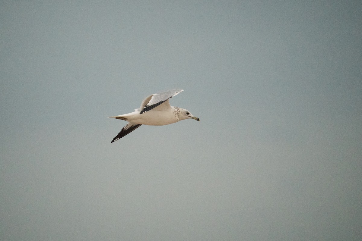 Gaviota de Delaware - ML647090847
