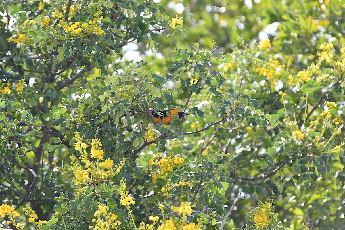 Turpial Enmascarado - ML647090848