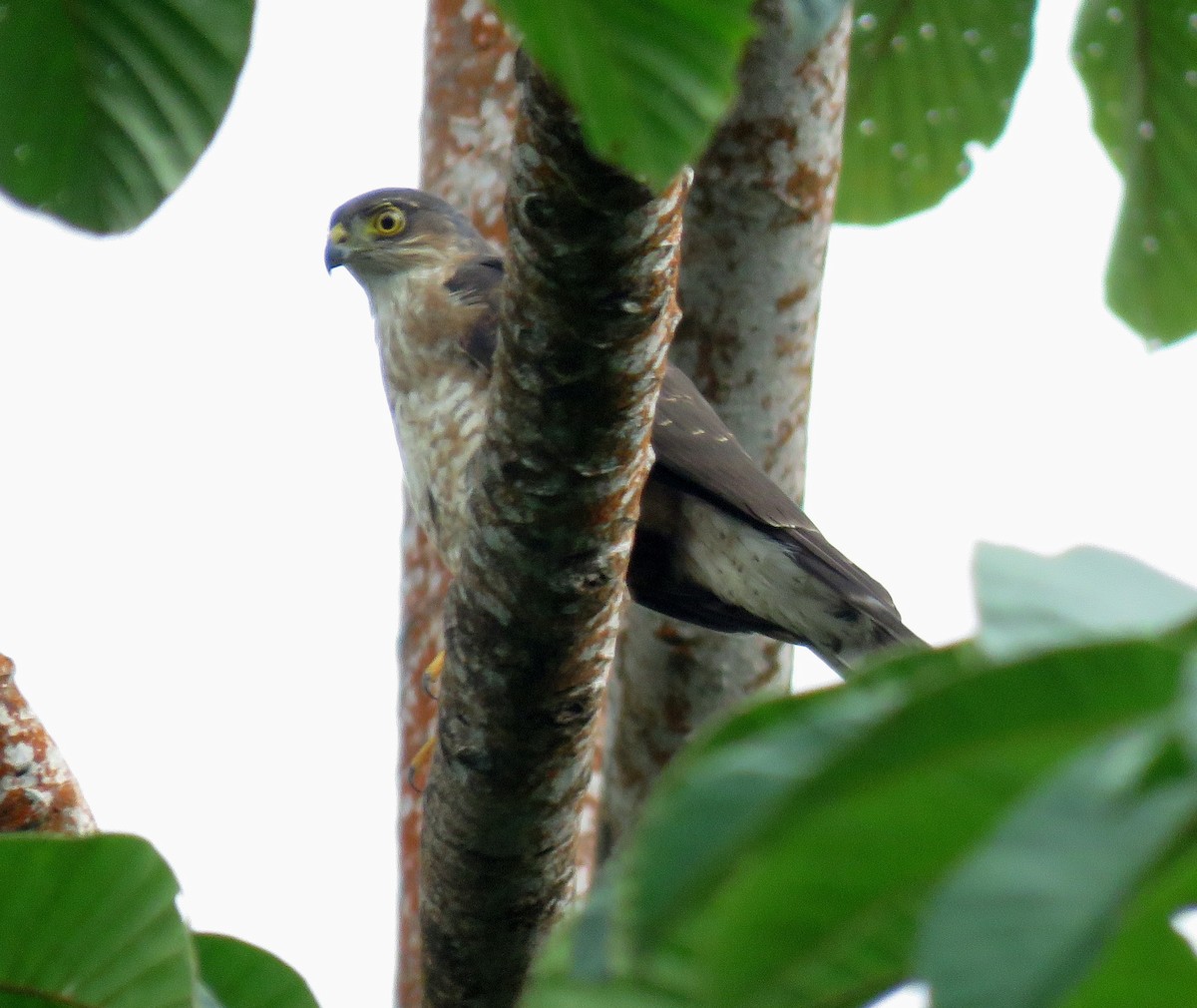 Gavilán Americano - ML647090849