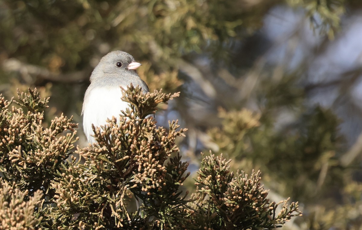 Junco Ojioscuro - ML647090850