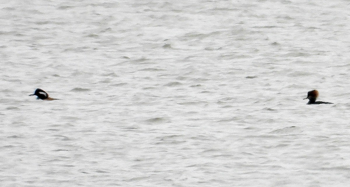 Serreta Capuchona - ML647090851