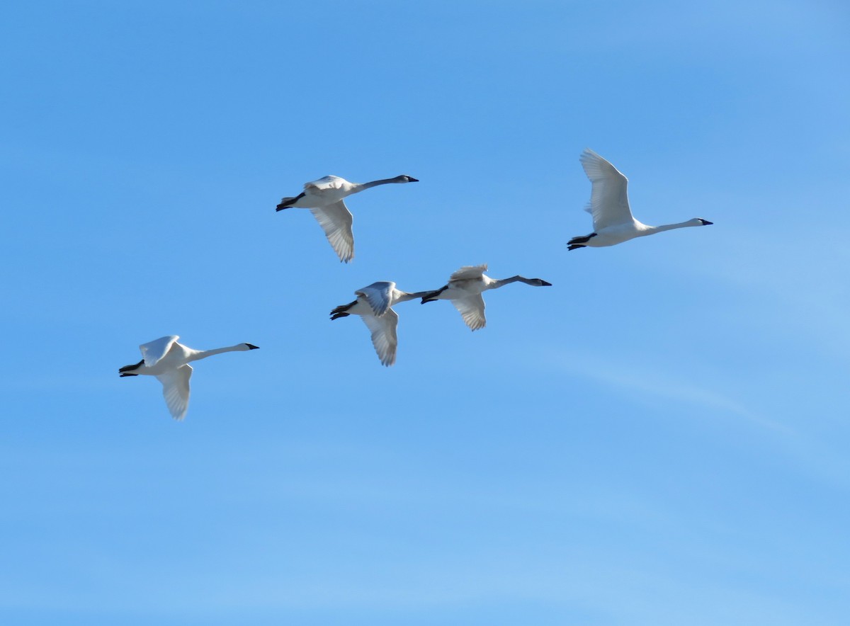 Cisne Trompetero - ML647090852