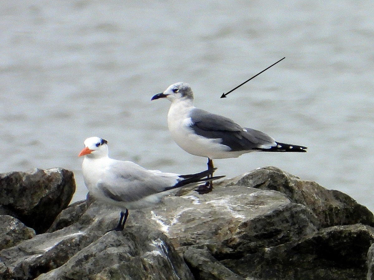 Gaviota Guanaguanare - ML647090854