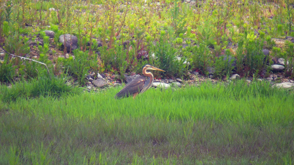 Garza Imperial - ML647090855