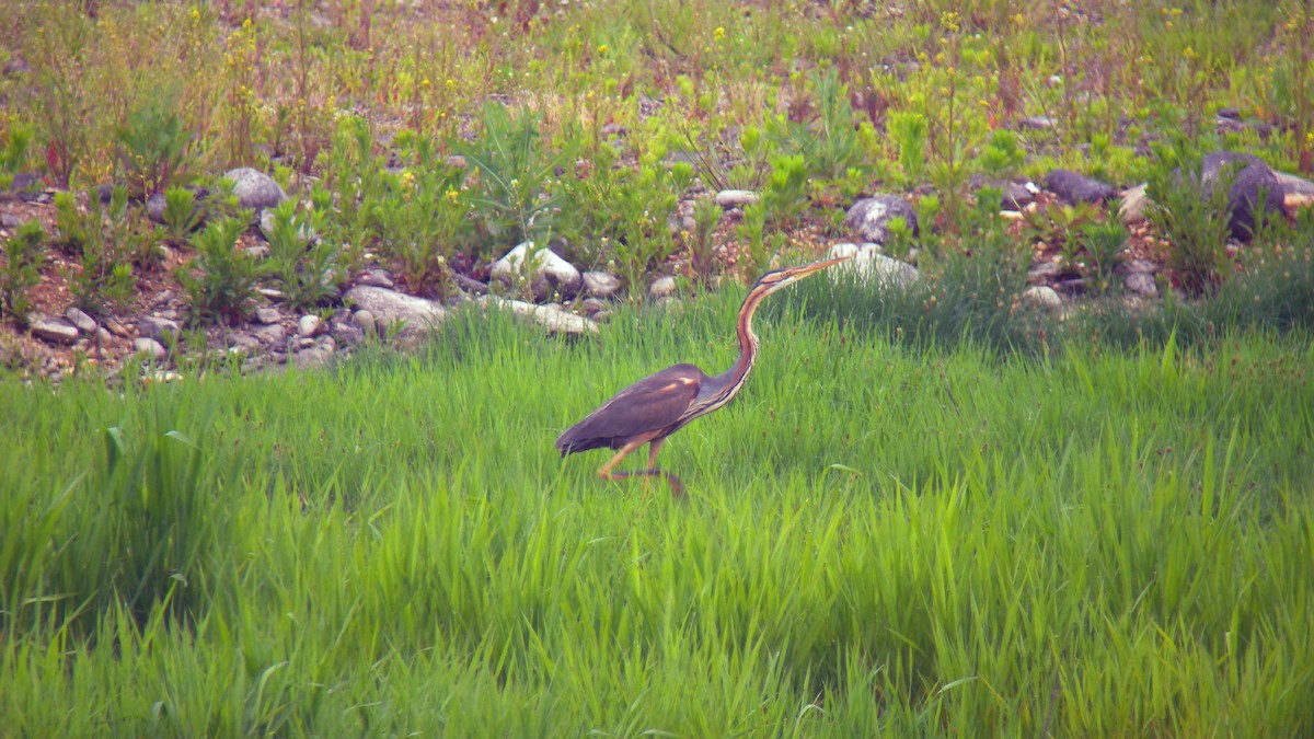 Garza Imperial - ML647090856