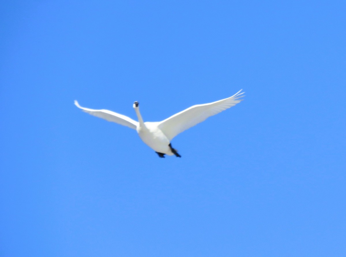 Cisne Trompetero - ML647090857