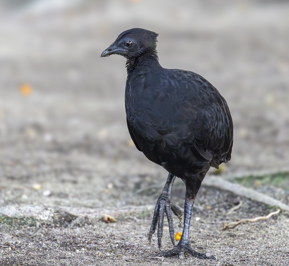 Talégalo de Freycinet (grupo freycinet) - ML647090858