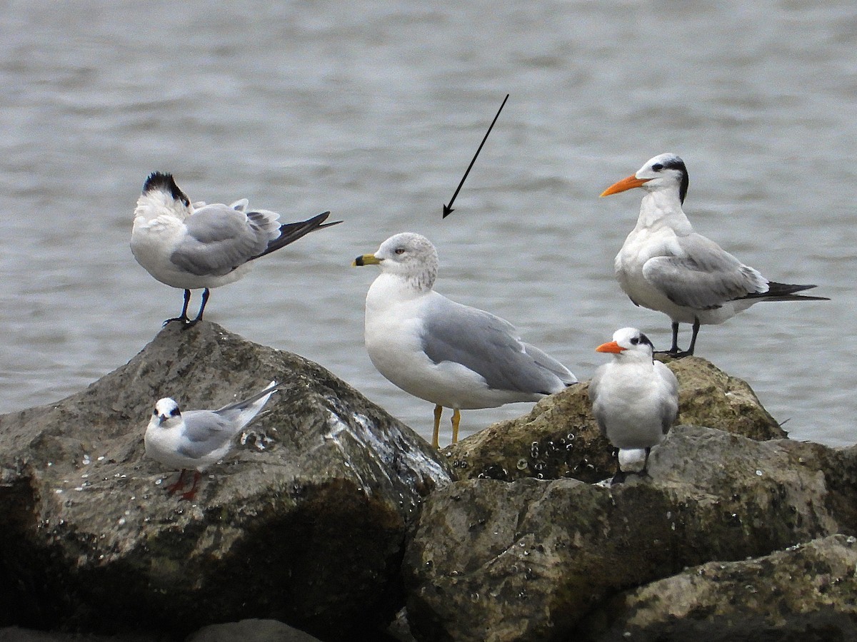 Gaviota de Delaware - ML647090860