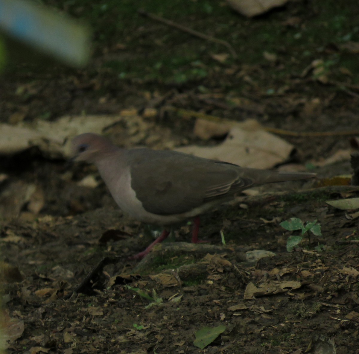 Paloma Montaraz Común - ML647090861