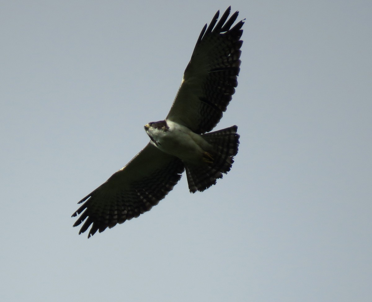 Busardo Colicorto - ML647090862