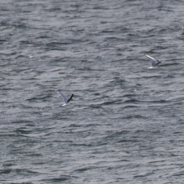 Gaviota Enana - ML647090863