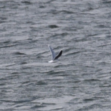 Gaviota Enana - ML647090864