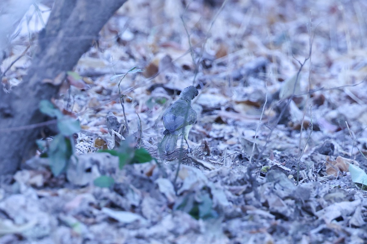 Bulbul Pechiamarillo - ML647090865