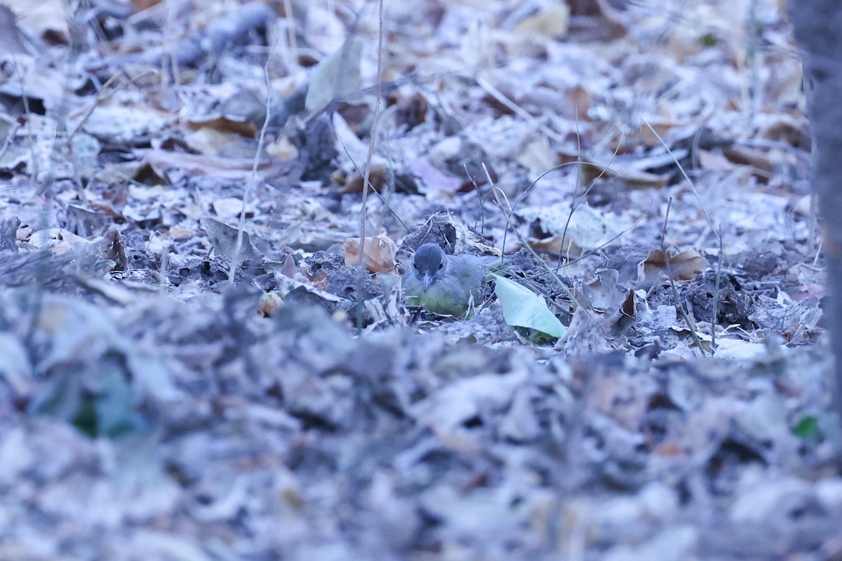 Bulbul Pechiamarillo - ML647090866