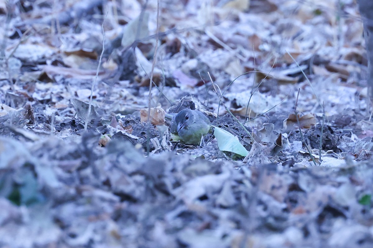 Bulbul Pechiamarillo - ML647090867