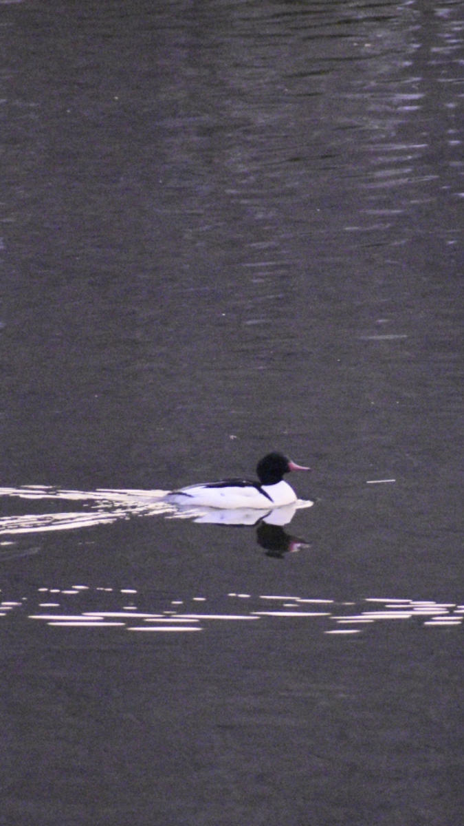 Хумхин бохио - ML647090868