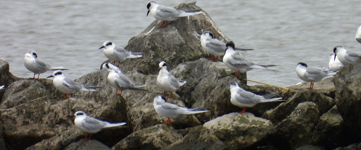 Charrán de Forster - ML647090870