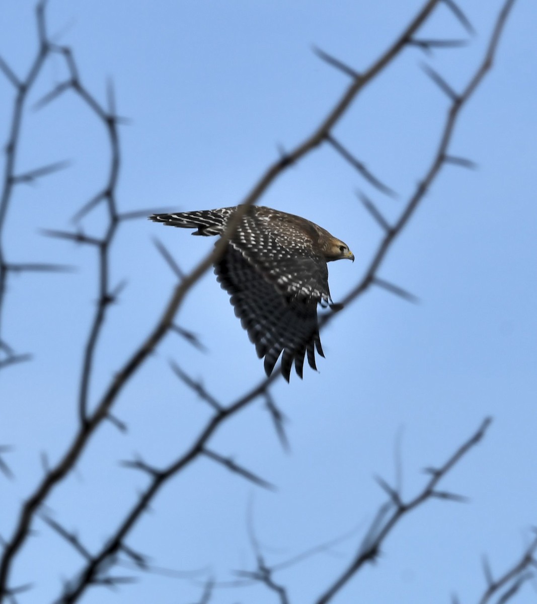 rødvingevåk - ML647090877