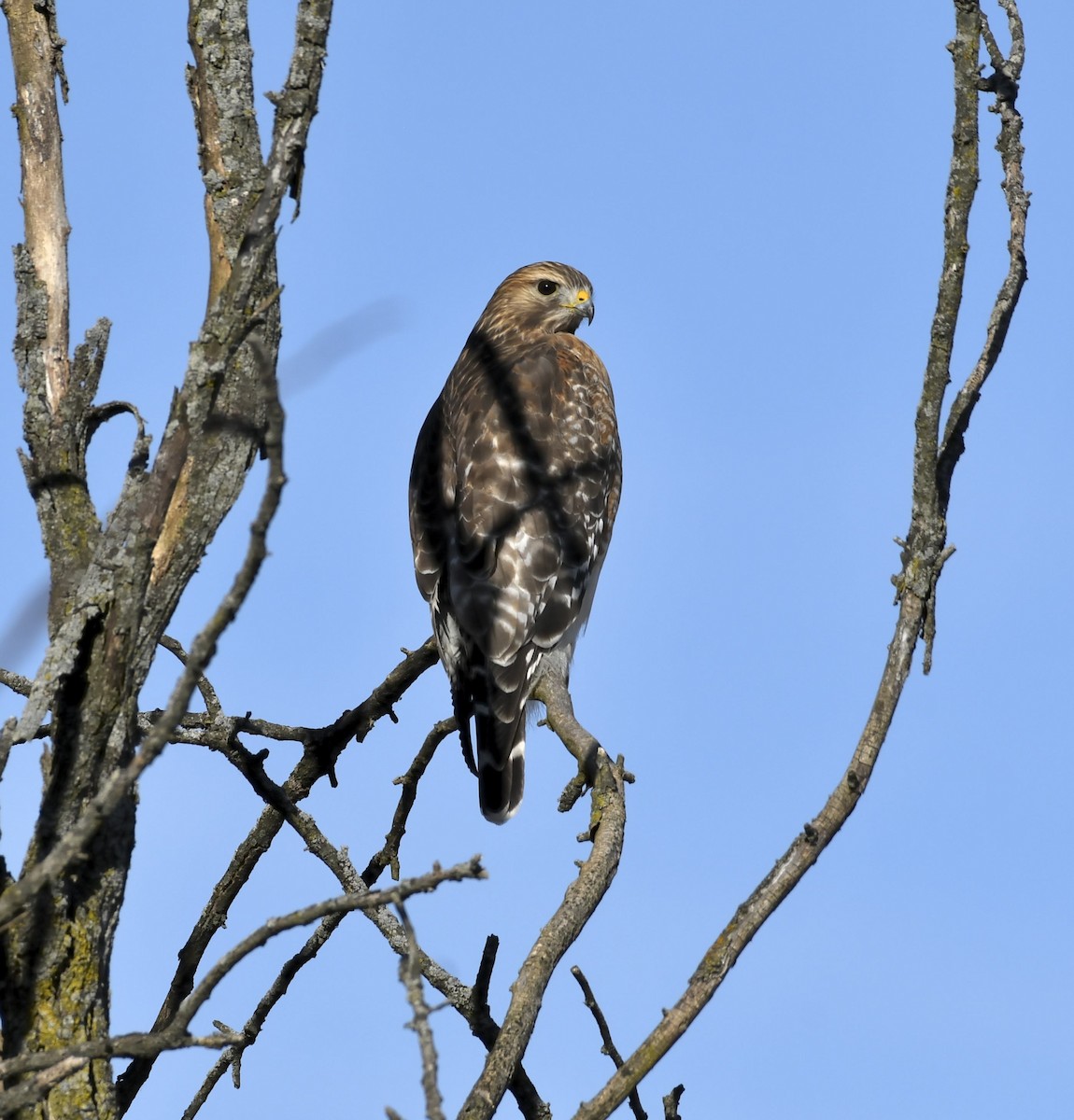 rødvingevåk - ML647090880