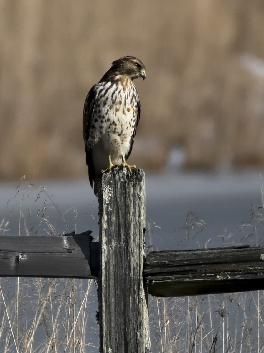 rødvingevåk - ML647090883