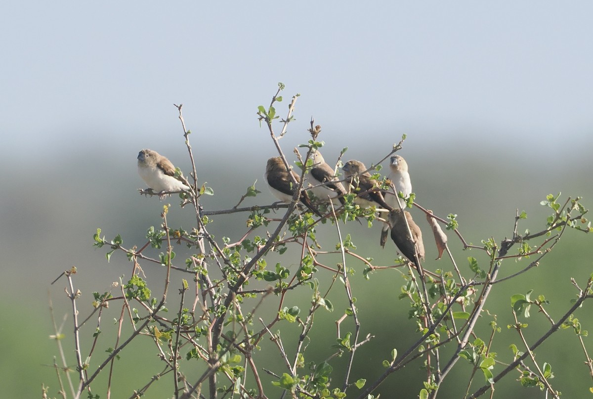 アフリカギンバシ - ML647090903