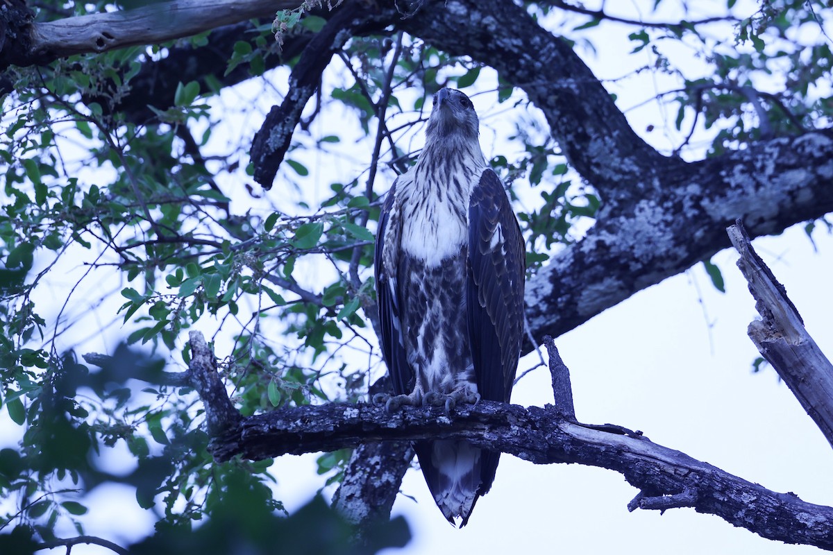 flodørn - ML647090904