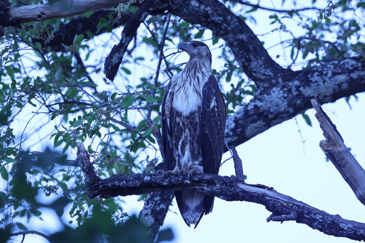 flodørn - ML647090905