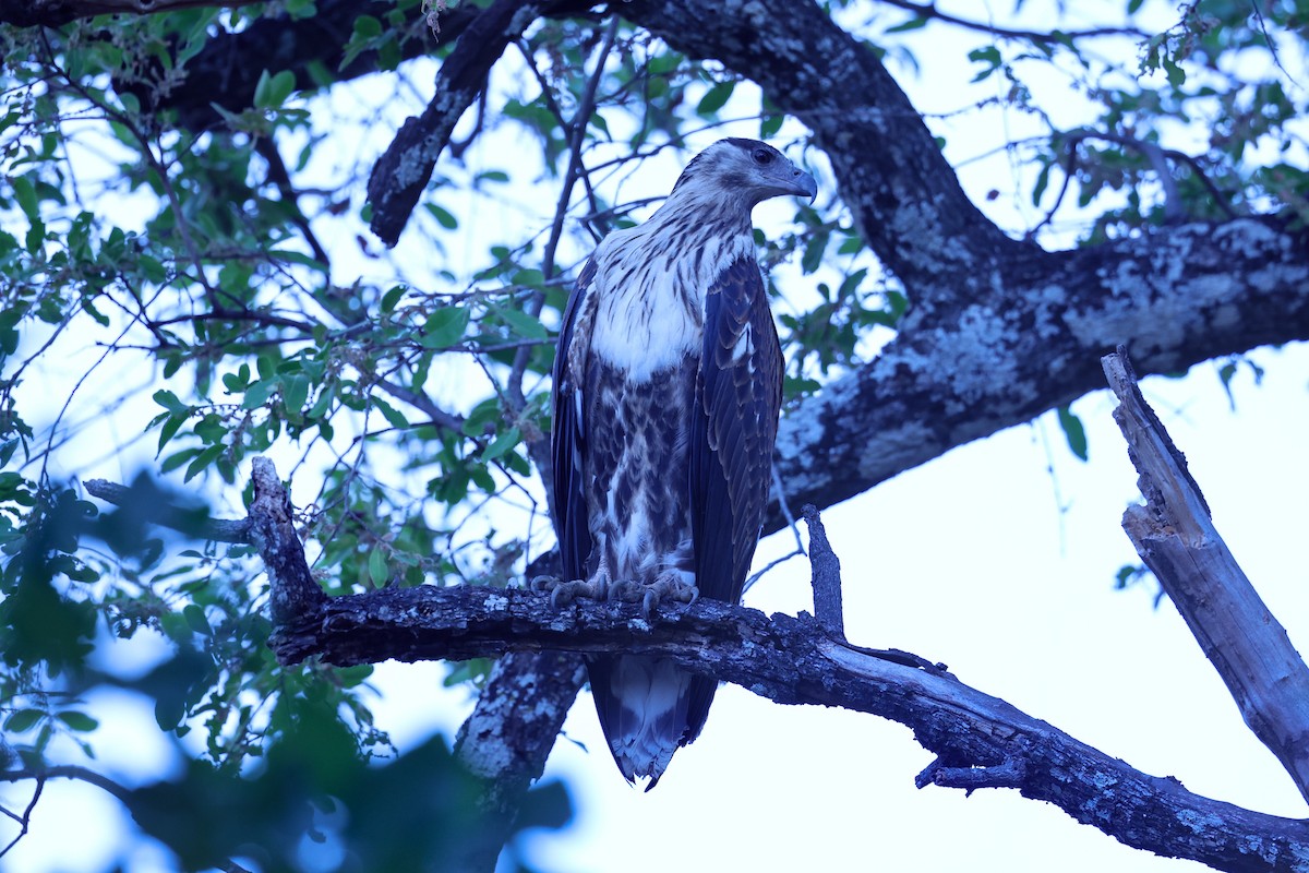 flodørn - ML647090906