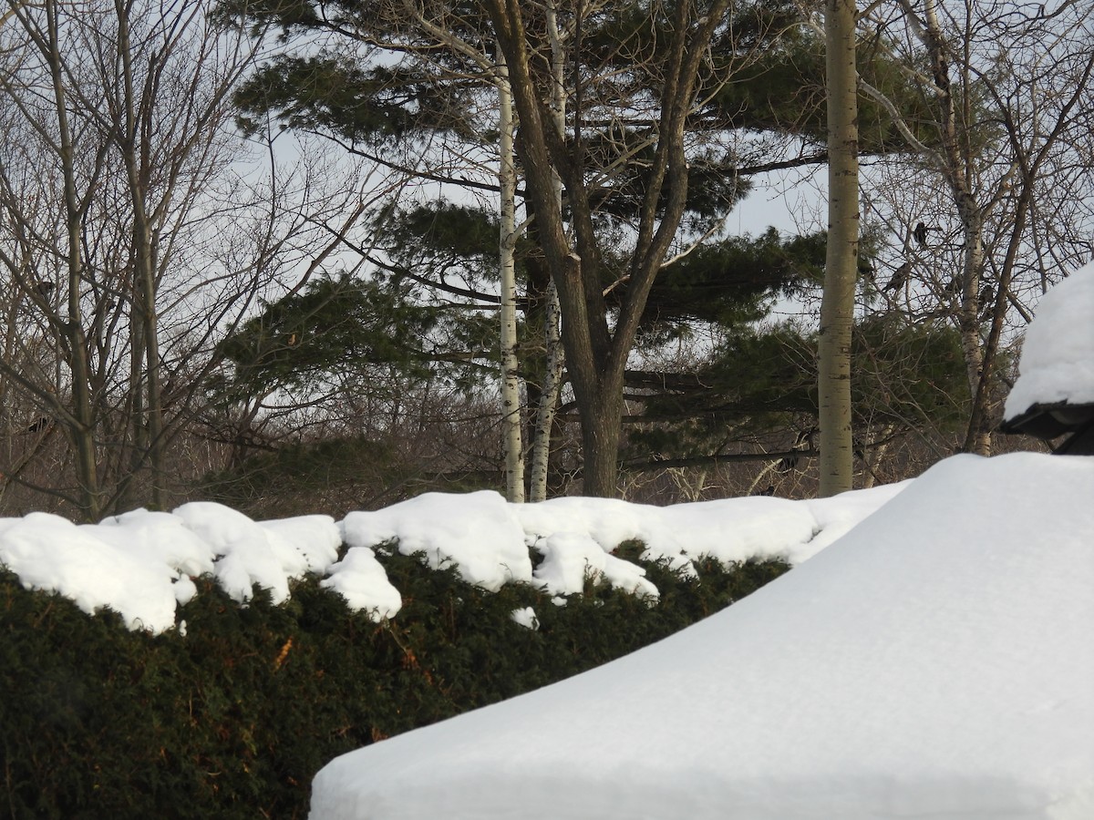 American Crow - ML647090911