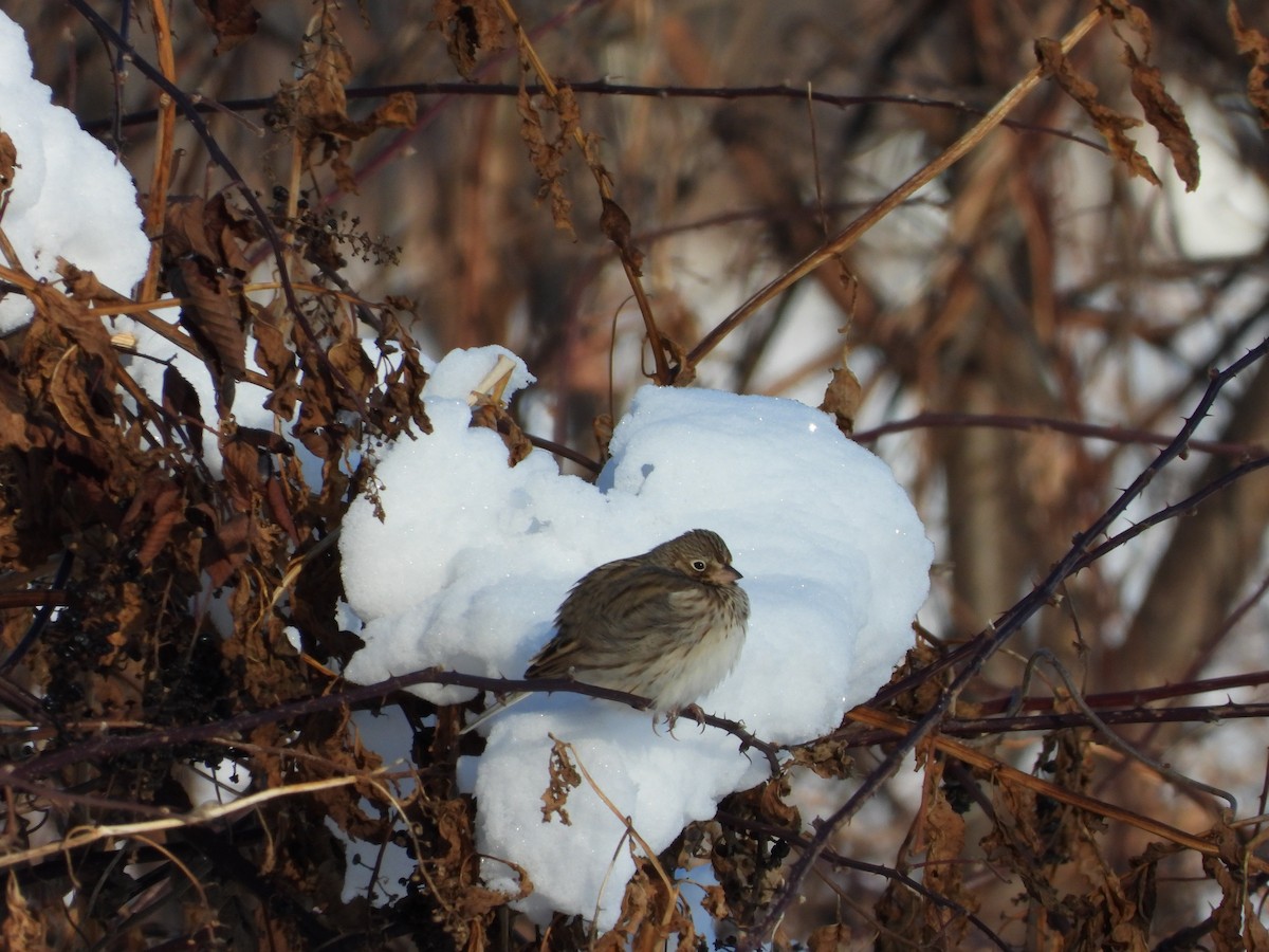 Vesper Sparrow - ML647090912