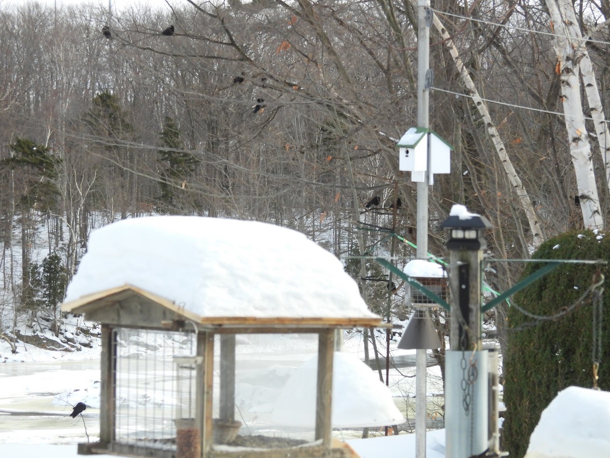 American Crow - ML647090913