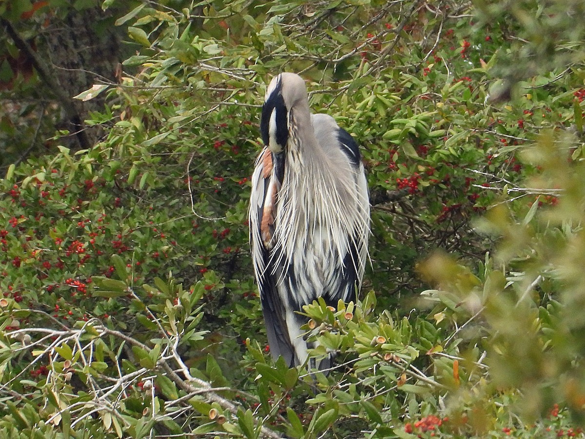 Great Blue Heron - ML647090914
