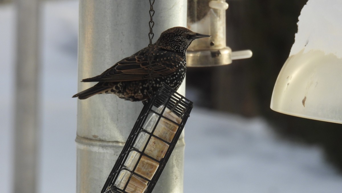 European Starling - ML647090926