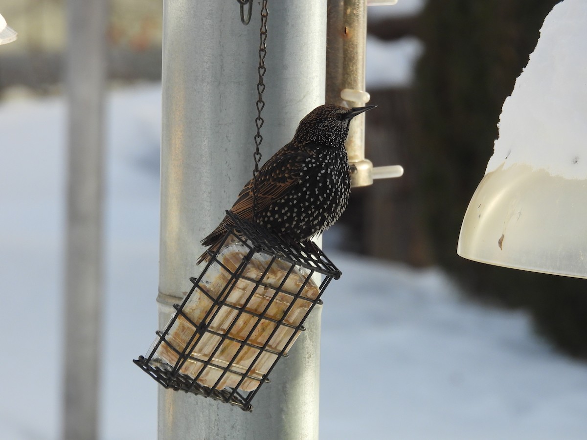European Starling - ML647090931