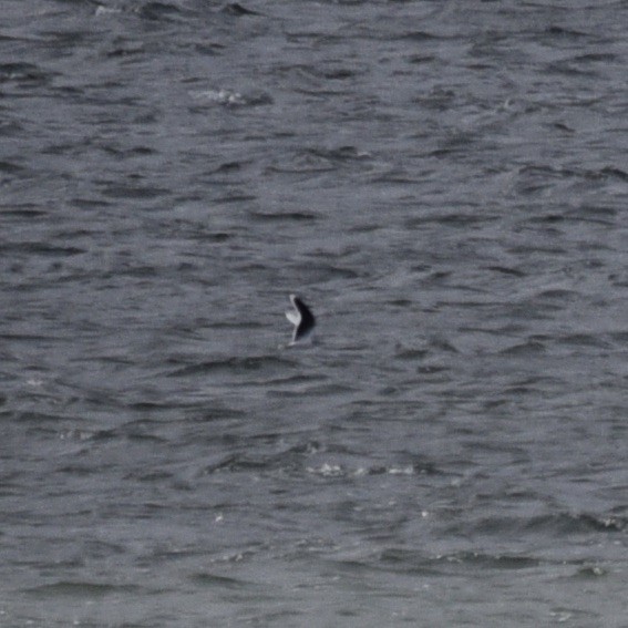 שחף גמדי - ML647090932