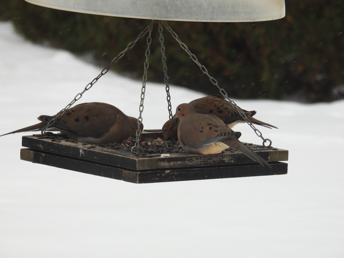Mourning Dove - ML647090950