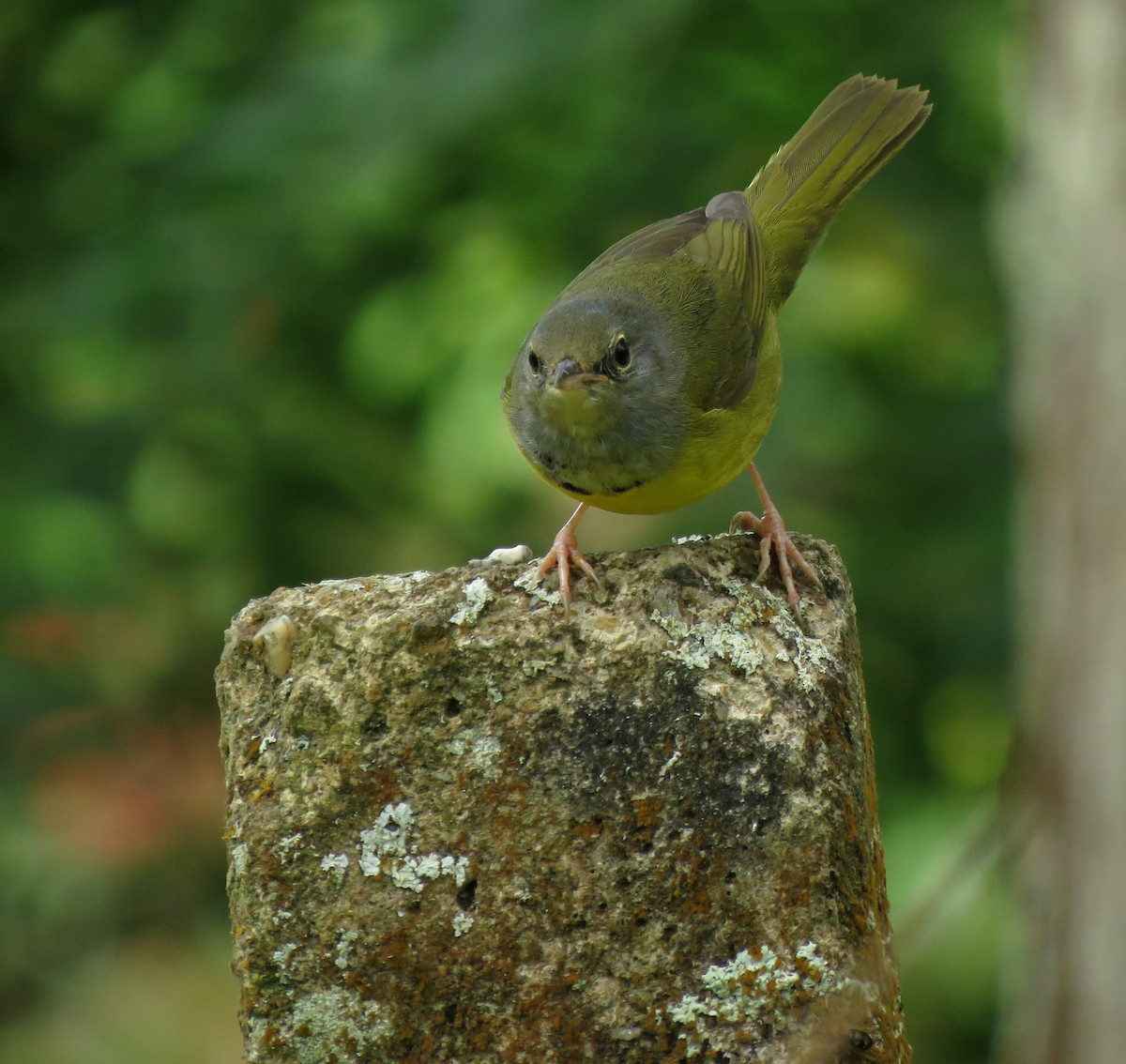 Mourning Warbler - ML647090953