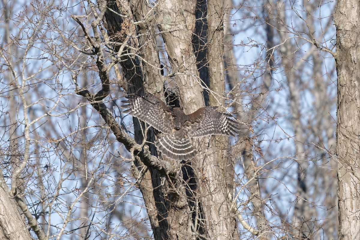 Red-shouldered Hawk - ML647090958