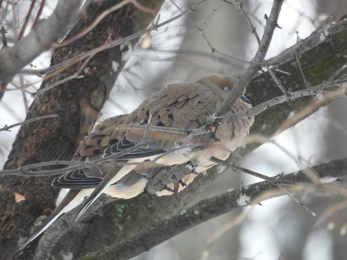 Mourning Dove - ML647090959