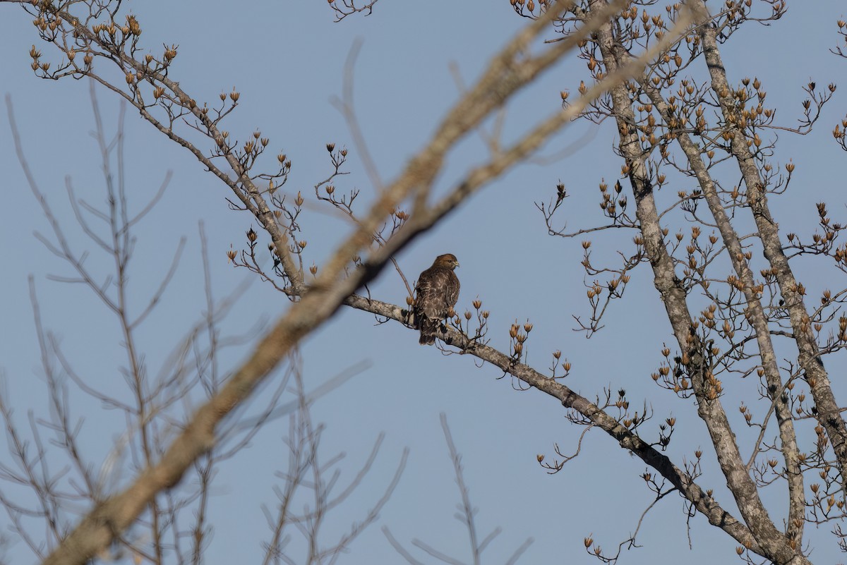 Red-shouldered Hawk - ML647090960