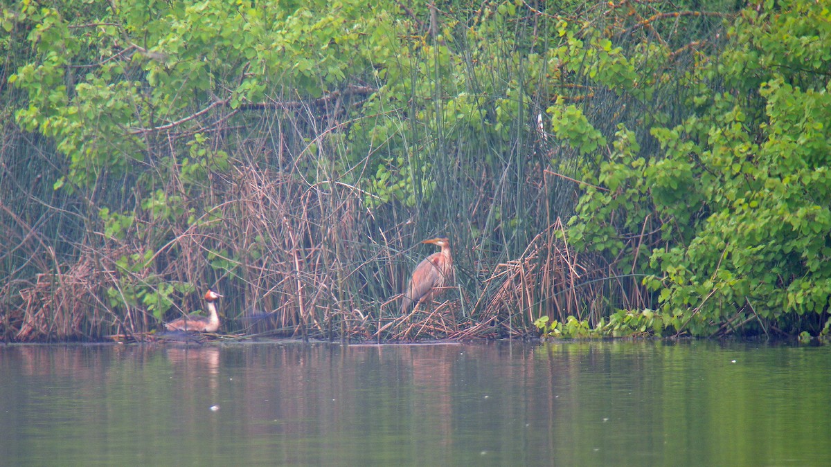 Purple Heron - ML647090963