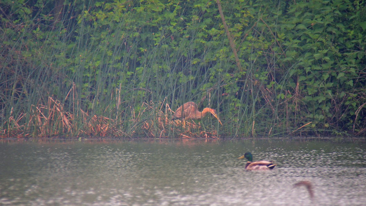 Purple Heron - ML647090971