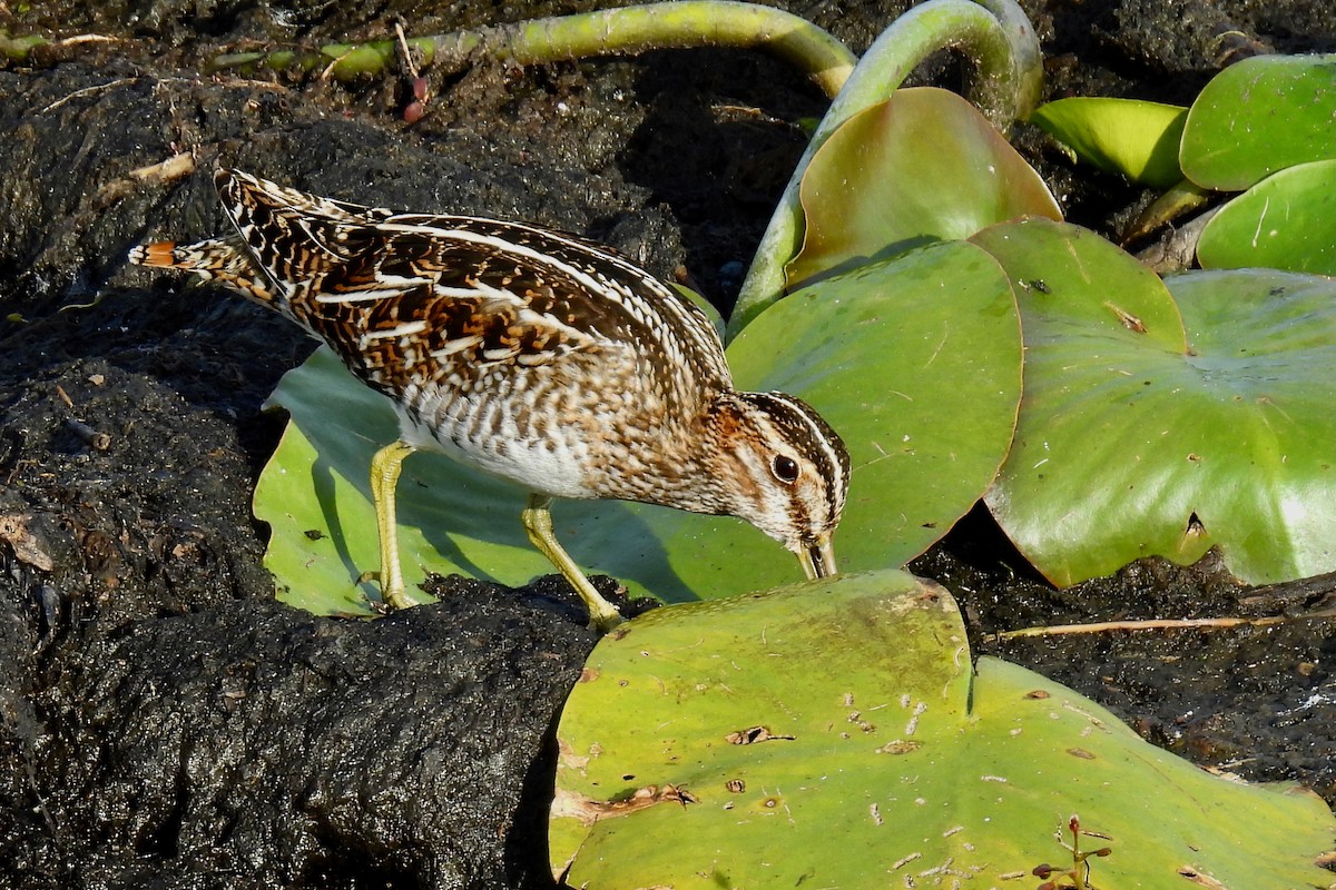 bekasina severoamerická - ML647090974