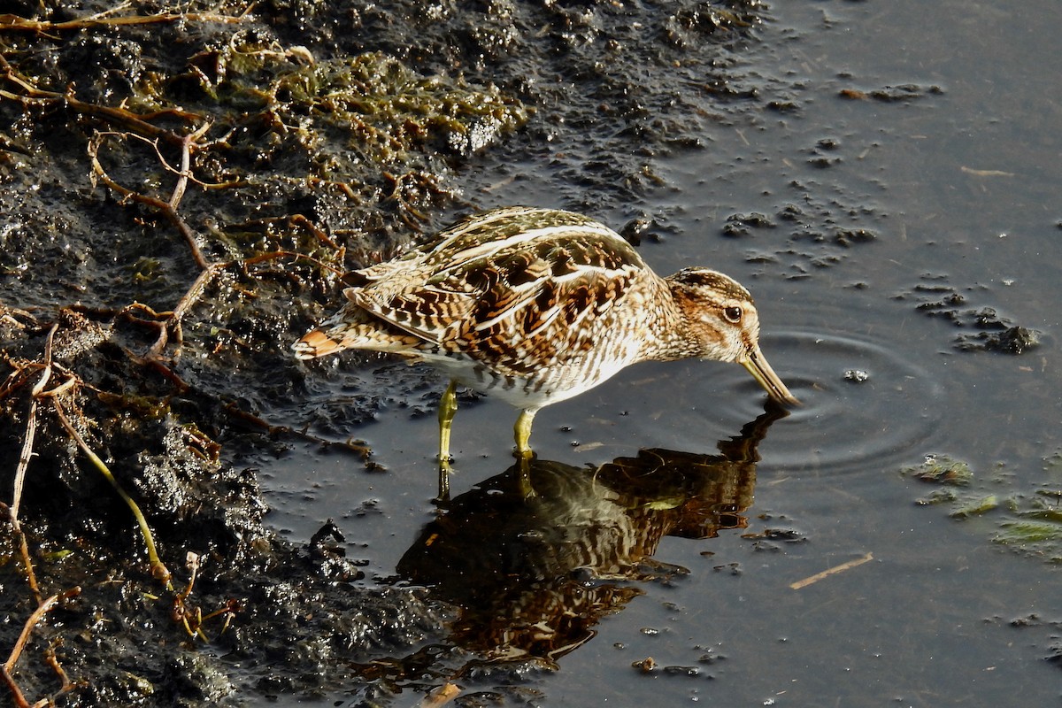 bekasina severoamerická - ML647090975