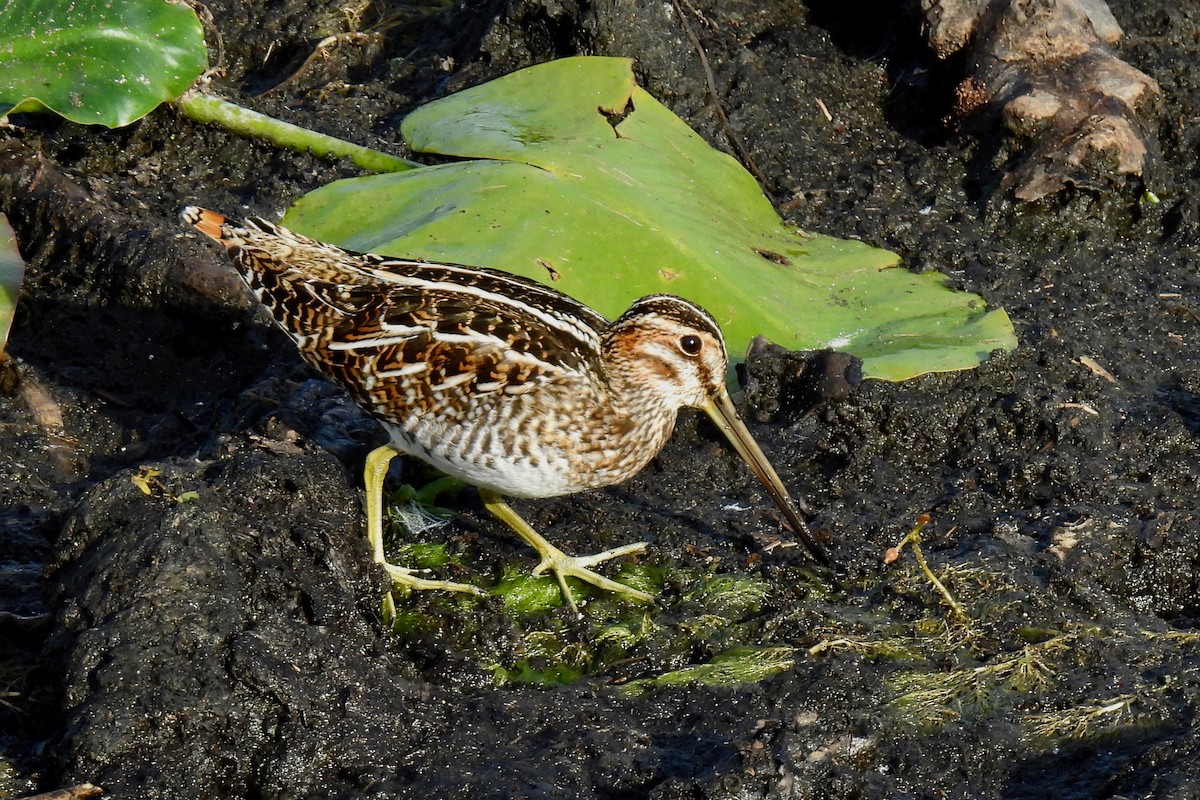 bekasina severoamerická - ML647090976