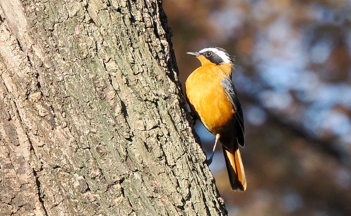 White-browed Robin-Chat - ML647090977