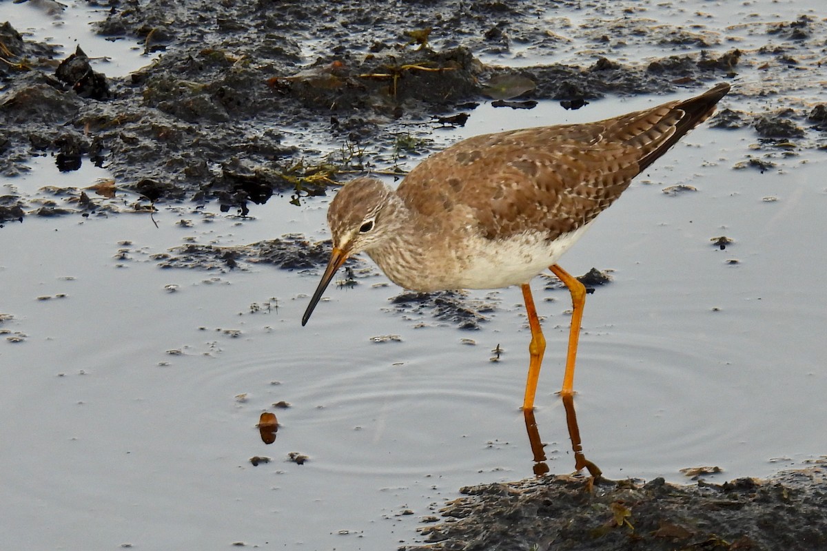 vodouš žlutonohý - ML647090995